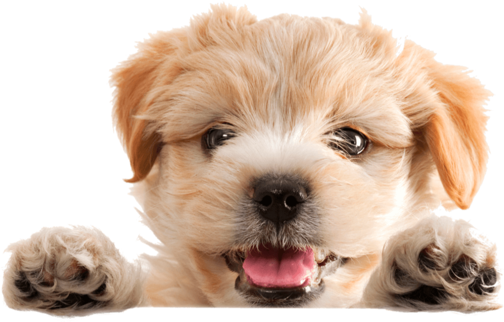 Perros y gatos en adopción en Mallorca