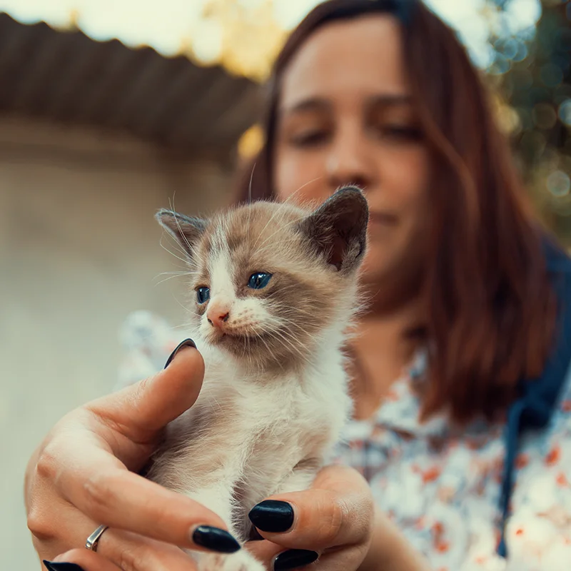 Perros y gatos en adopción en Mallorca