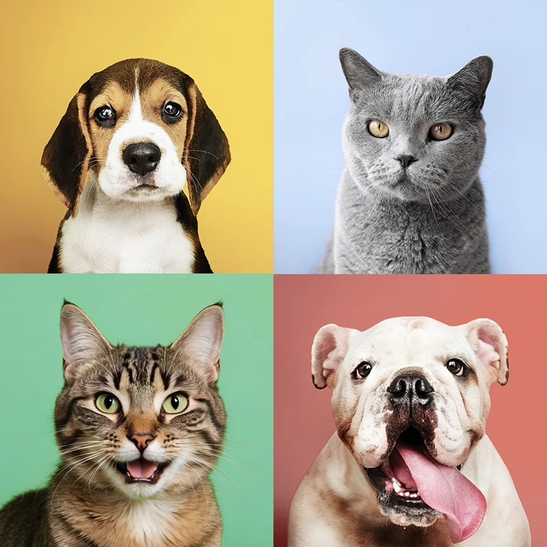 Perros y gatos en adopción en Mallorca