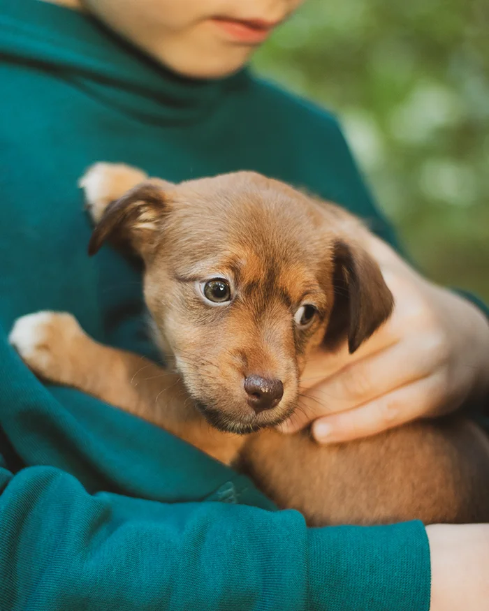 Perros y gatos en adopción en Mallorca