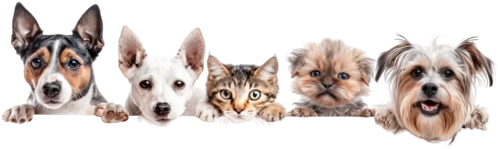 Perros y gatos en adopción en Mallorca