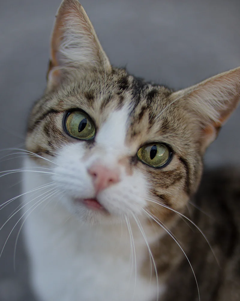 Perros y gatos en adopción en Mallorca